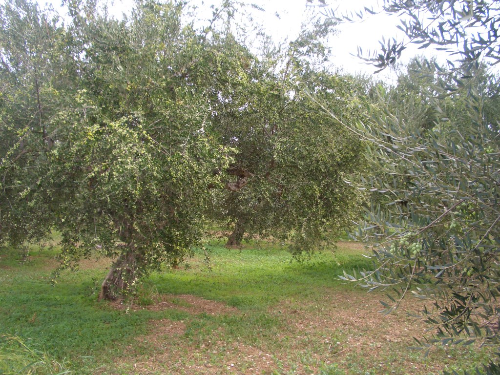 Τοπίο ελληνικού ελαιώνα