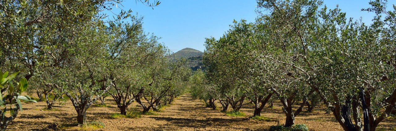 Παραδοσιακός ελληνικός ελαιώνας